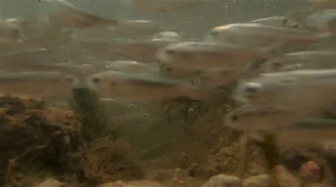 Hunted Bait Fish Stock Footage 35917649