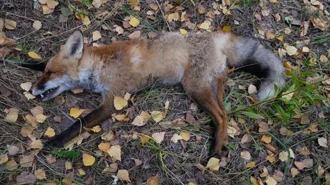 Hunted dead fox in autumn forest Stock Footage 80375294