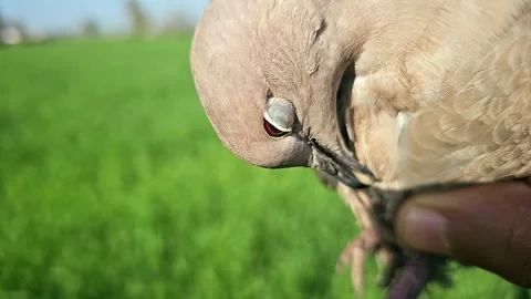 Hunted Eurasian Collard Doves Closeup Slow Motion 480fps Stock Footage 265537680