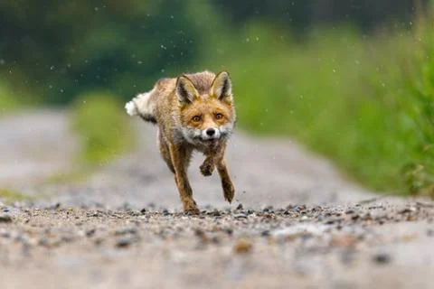 Hunter in action. Red fox, Vulpes vulpes, running on dirt road in meadows. Stock Photos