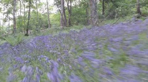 Like A Hunter After It's Prey 库存影片 65394431