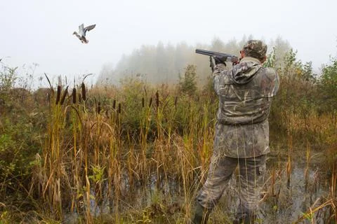 The hunter aims at a duck that has risen from a thicket of reeds Stock Photos