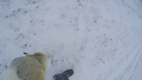 Hunter bears prey 스톡 동영상 83485378