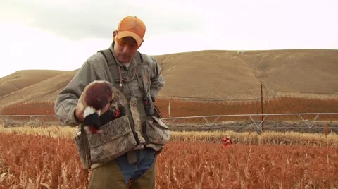 Hunter carrying dead pheasant in ranch Stock Footage 54593628