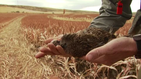 Hunter carrying dead pheasant in ranch Stock Footage 54593737