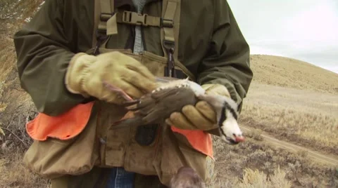 Hunter carrying dead pheasant in ranch Video stock 54593863
