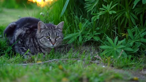 Hunter cat Stock Footage 145312716