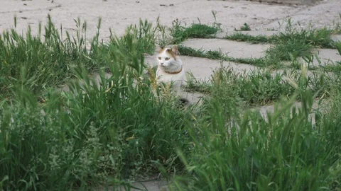 Hunter cat hides in the grass and looks someone Vidéo 108951908