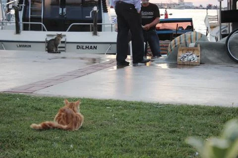 Hunter cat Stock-Fotos