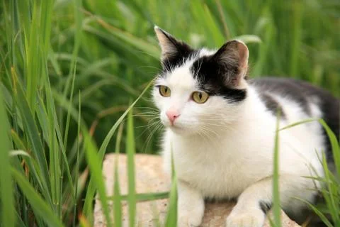 Hunter cat ready to jump Stock Photos