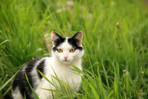 Hunter cat ready to play Stock Photos
