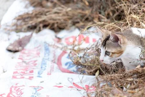 Hunter cats 스톡 사진