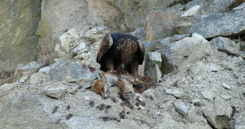 Hunter with caught prey. Golden eagle perched on stones and tears killed red fox Stock Footage 140055330