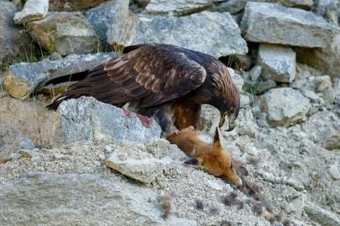 Hunter with caught prey. Golden eagle perched on stones, tears killed red fox. Stock Photos