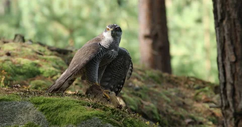 Hunter with caught prey. Northern goshawk feeds on killed pheasant in forest Stock Footage 140055106
