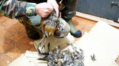 Hunter cleared of pheasant feathers. Video stock 47030184