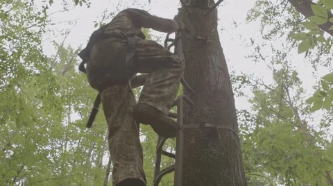 Hunter climbs Tree stand Stock-Footage 53643238