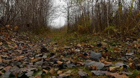 Hunter in comouflage with a gun walks in the forest Video stock 100630560