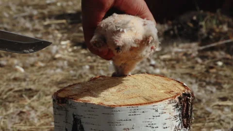 Hunter Cutting Out Wild Duck. Knives off Head. Animal abuse. Season of Hunt Stock Footage 147005257