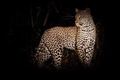 The hunter in darkness Stock Photos