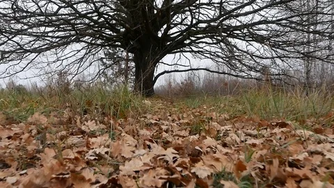 Hunter decided to have a rest under the three Stock Footage 100630921