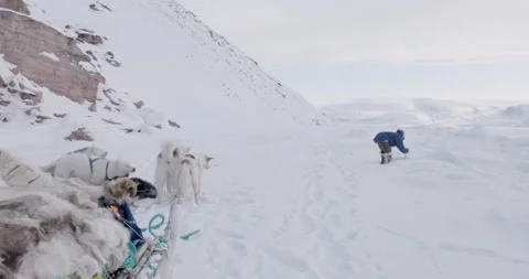Hunter digs for ice with dogs in foreground Stock Footage 138217794