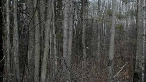 Hunter in distance Видео 20495932