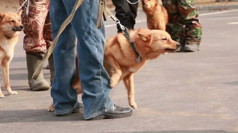 Hunter dog barks Stock Footage 57508925