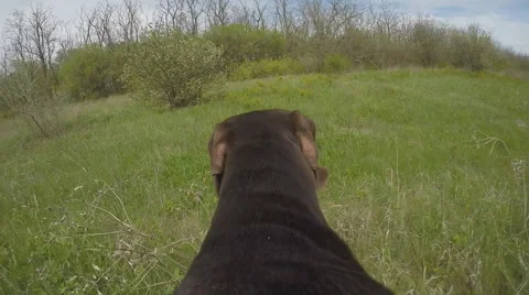 Hunter dog running with camera on the back. Stock Footage 62504742