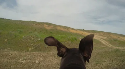 Hunter dog running with camera on the back. Stock Footage