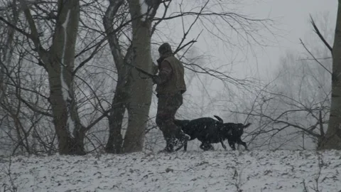 Hunter with dogs Stock Footage 231908595