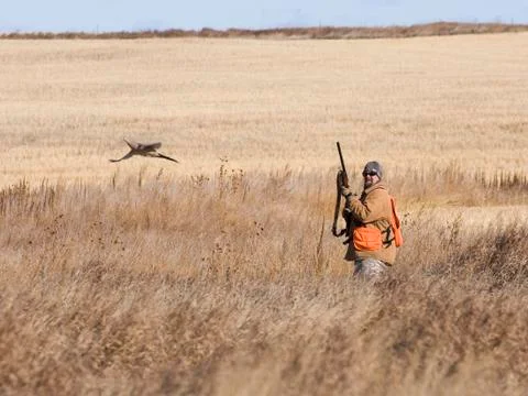 Hunter with flushing Pheasant Stock Photos
