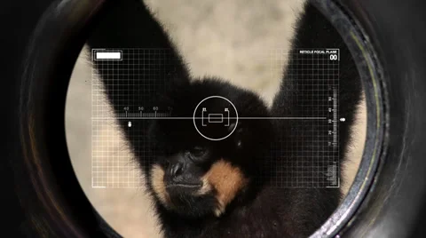 Hunter Stock Footage 33608131