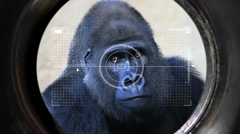 Hunter Stock Footage 33639807