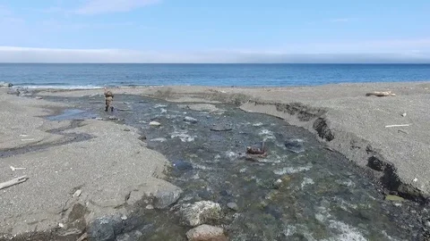 Hunter Video stock 98490581