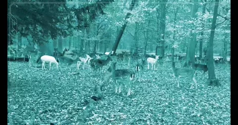 Hunter Stock Footage 293194154