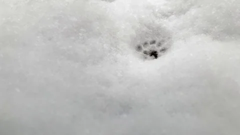 Hunter found traces of the beast. Traces of animals near forest. Animal Video stock 119080821