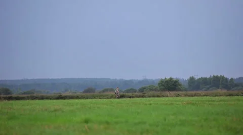 Hunter with German Shorthaired Pointer on the hunting Stock Footage 34267517