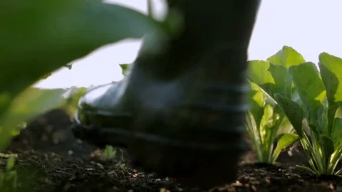 Hunter goes on the field in rubber boots at sunrise. Slow motion Stock Footage 76998083
