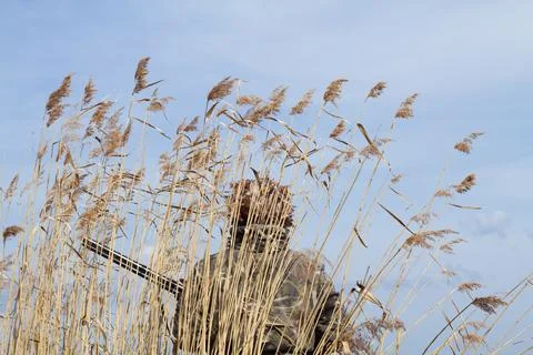A hunter with a gun is standing in a thicket of reeds Stock Photos