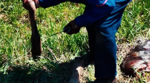 Hunter Gutting a Dead Elk Video stock 53411565