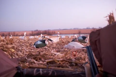 Hunter in a hide looking out over decoys Stock Photos