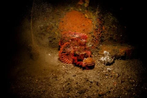 A hunter is hiding in a wreck Stock Photos