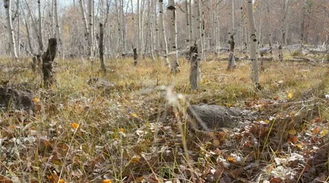 Hunter with his boy walks through woods Stock Footage 68860270