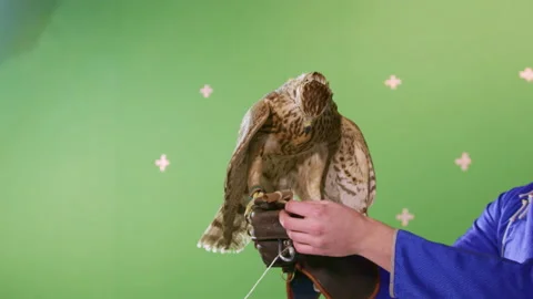 Hunter holding bird takes mail note from brown hawk paws Stock Footage 231225353