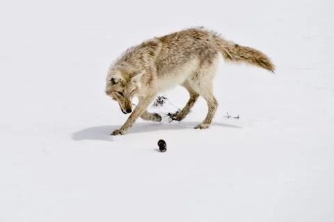 Hunter &amp; hunted Stock Photos