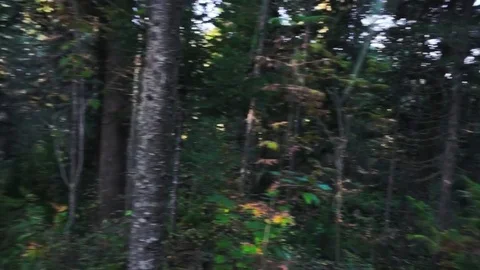 Hunter hut and campfire Stock Footage 81662339