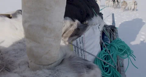 Hunter in Kamiks stood on moving sled Stock Footage 138235490