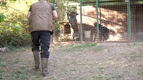 The hunter knocks the dogs out of the cage and prepares them for the hunting Stock Footage 263336835