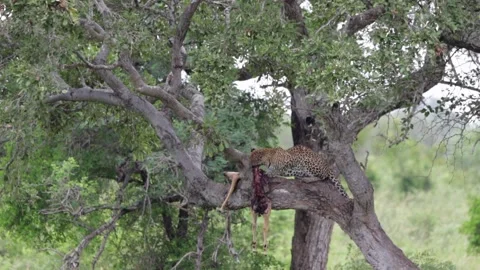 Hunter Leopard eats Impala on tree branch in Kruger National Park Stock Footage 150111112